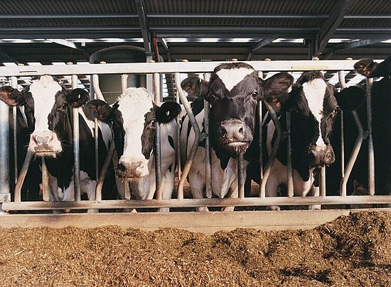 Dairy industry lobbies for surtax on imports
